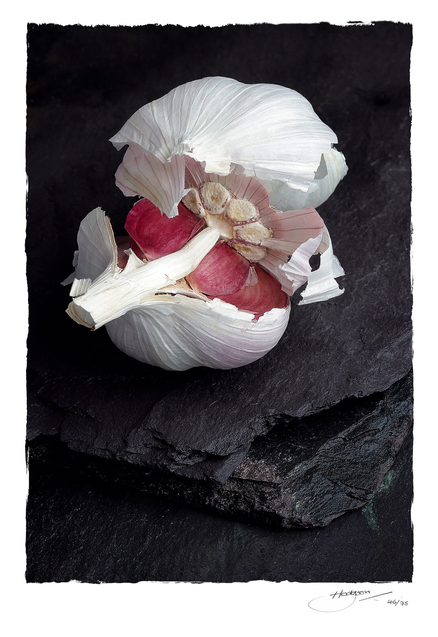 Still life of a garlic bulb on Cumberland slate