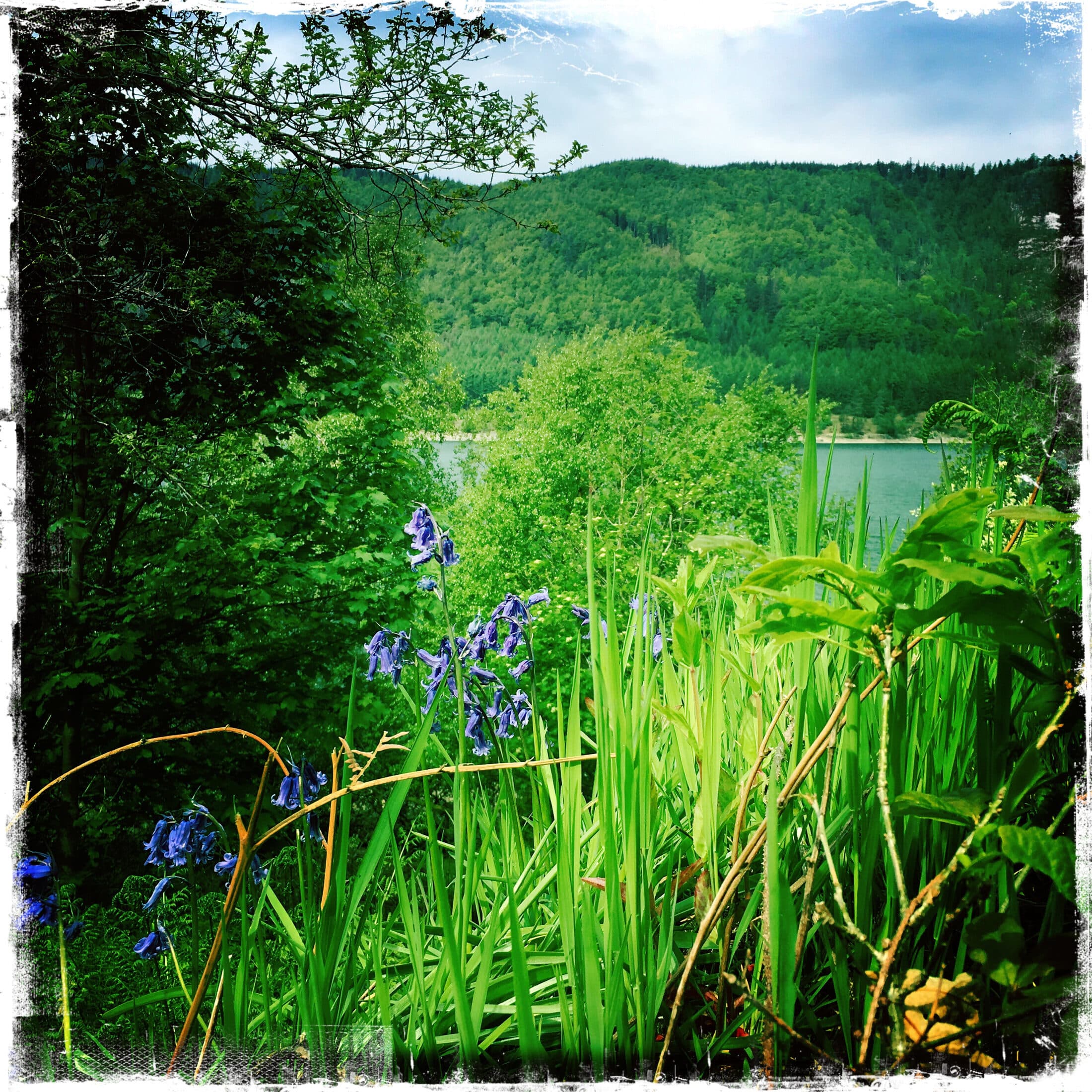 Bluebells by the water, iPhone