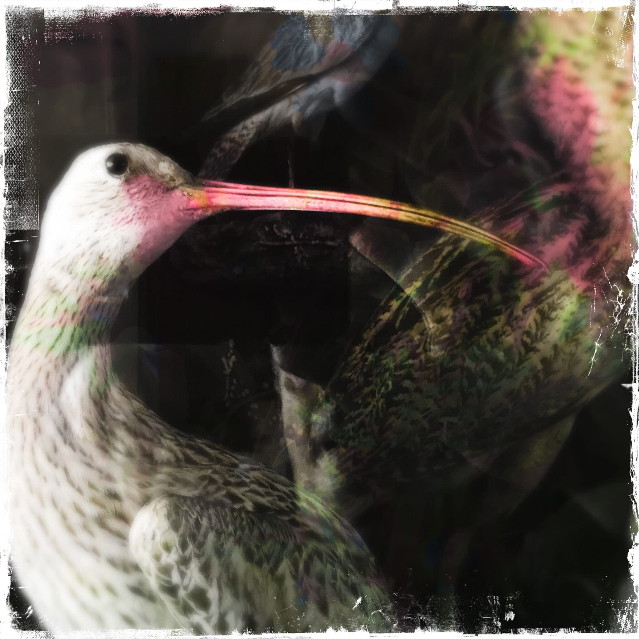Curlew specimen behind glass, Calke Abbey, iPhone