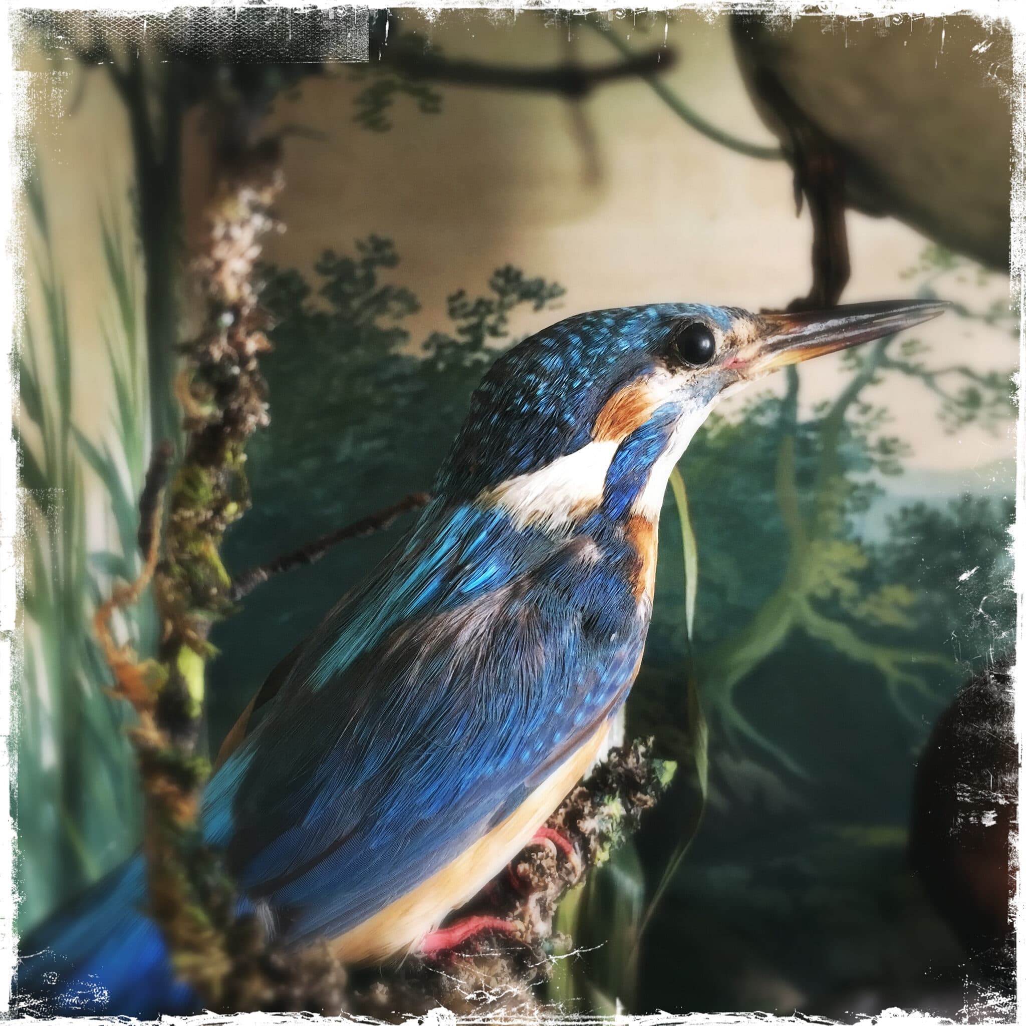 Kingfisher specimen behind glass, Calke Abbey, iPhone