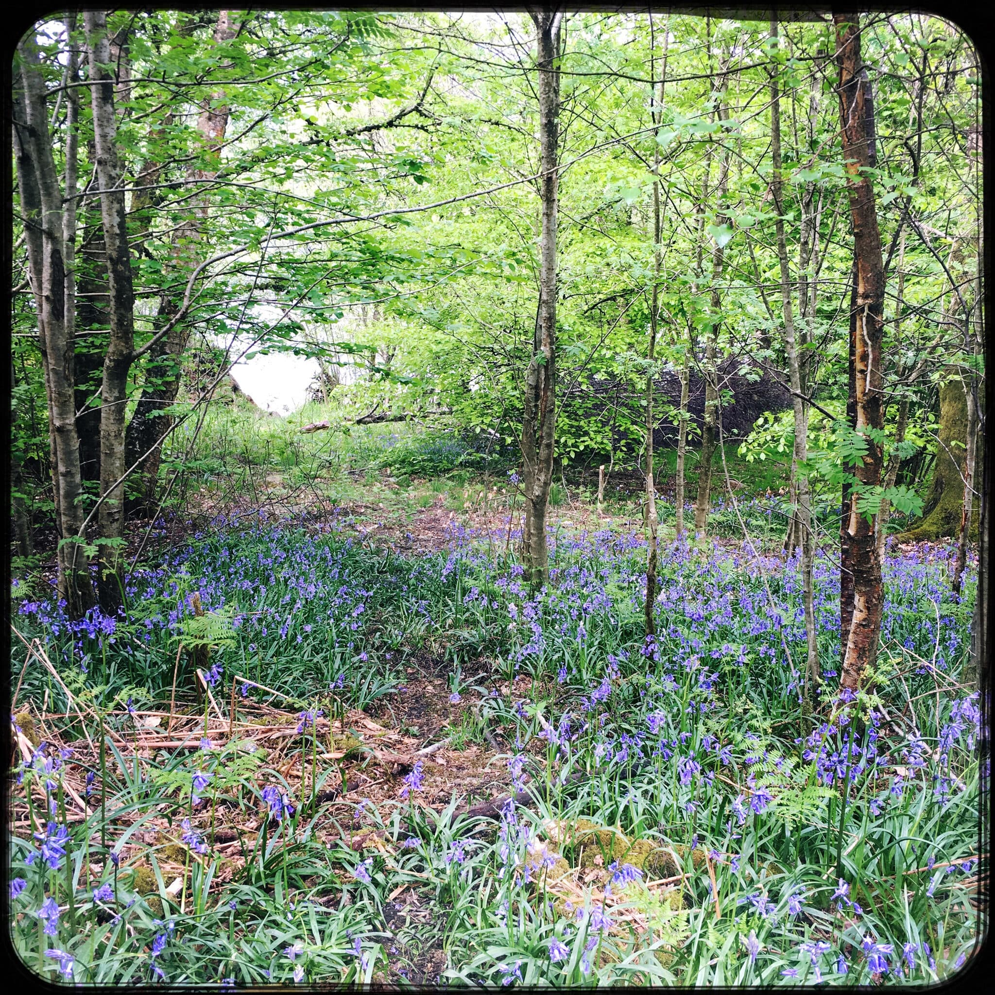 Path through a bluebell wood, iPhone